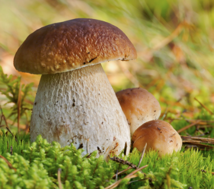 DISCIPLINA RACCOLTA FUNGHI - ADEMPIMENTI ANNO 2024 DISCIPLINA RACCOLTA FUNGHI - ADEMPIMENTI ANNO 2024